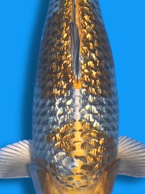 Ginrin Ginga - Detailaufnahme | Koi&Co. Ginrin Ginga - Detailaufnahme | Koi&Co.